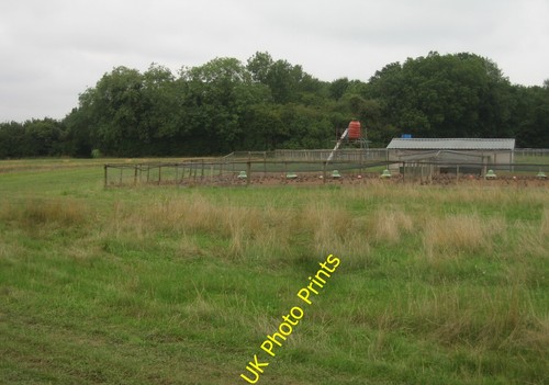 Photo 6x4 pheasant breeding - photo,