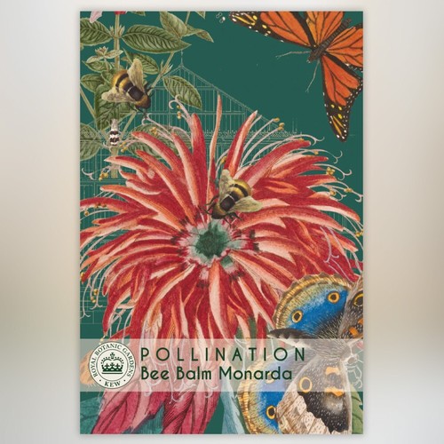 Thompson morgan bee balm - morgan,