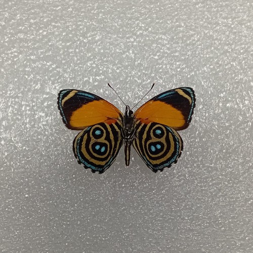 Eighty eight butterfly - eighty-eight,