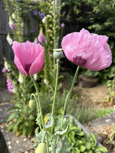 Light purple giant poppy seeds - light,