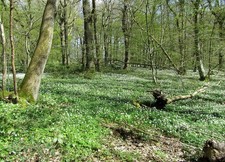 Photo A1 Anemones in Ham