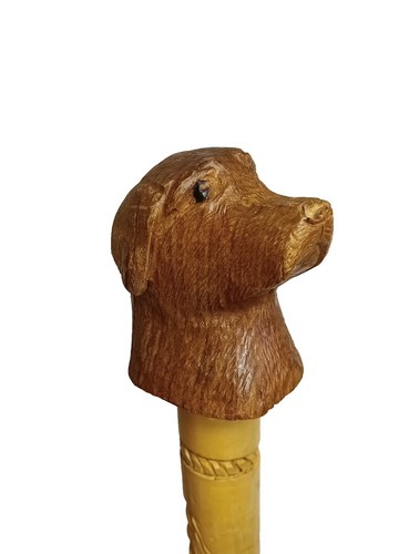 Labrador retriever dog head - labrador,