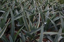 Suttons Hardy Perennial Yucca 'Variegata' Hardy Flowering Shrub 3 Litre Pot