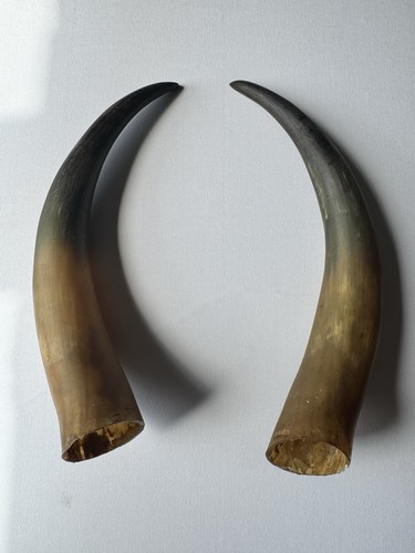Pair natural cow or - pair, of