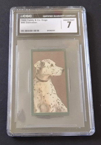 1900 taddy dogs 46 - taddy,