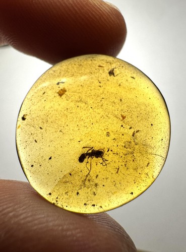 Burmese amber burmite ant - burmese,
