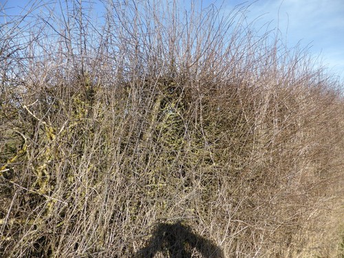 Photo flail cut hedge - flail-cut,