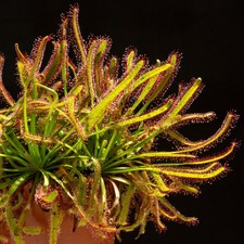 Drosera Capensis Carnivorous