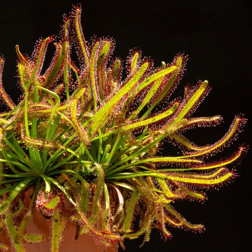 Drosera capensis carnivorous - drosera,