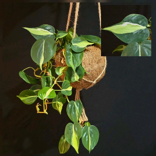 Philodendron cream splash - philodendron,