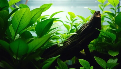 Anubias barteri large - large, live