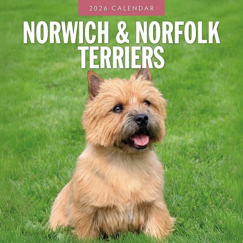 Norwich norfolk terriers - norwich,