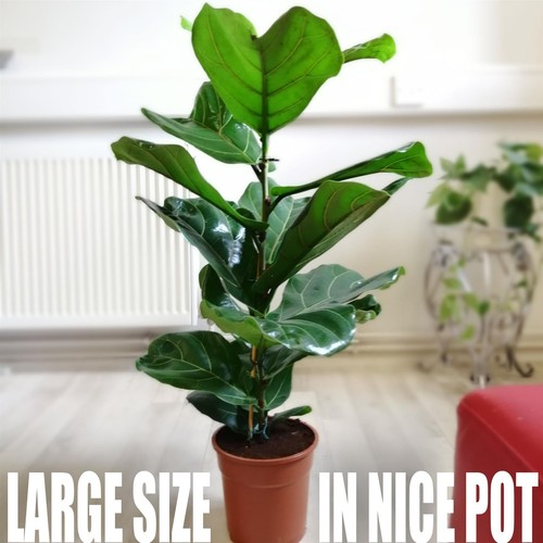 80cm large fiddle leaf fig - large,