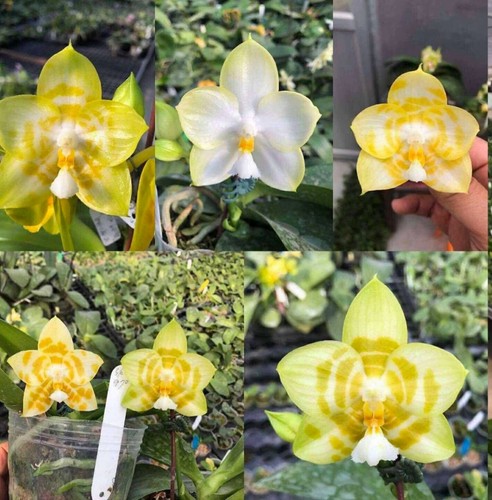 Phalaenopsis yaphon song - yaphon, x