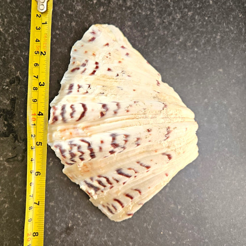 Large natural clam shell 8cm - clam,