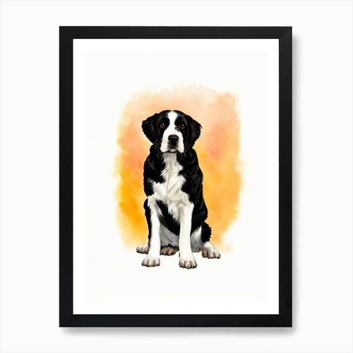 English springer spaniel - springer,