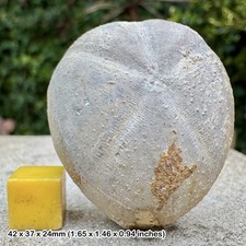 Micraster nodopyge Fossil