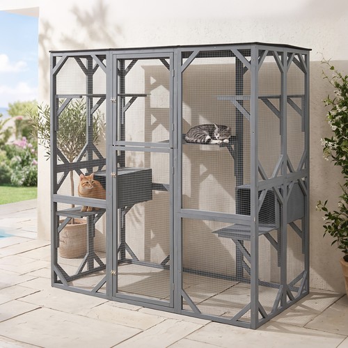 Large fir wood outdoor - outdoor, cat