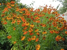 Helenium 'Moerheim Beauty' -