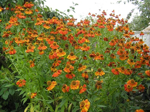 Helenium moerheim beauty - beauty',