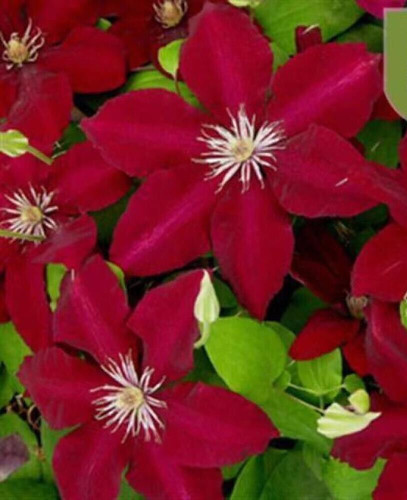 Seeds for deep red - seeds,