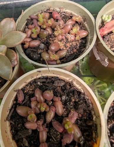 Sedum stahlii succulent pups - 4,