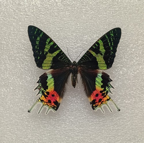 Madagascan sunset moth - sunset,