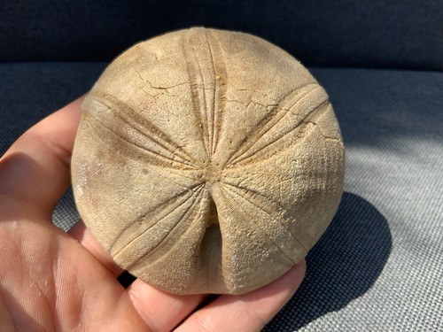 Fossil sea urchin clypeus - sea,