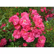 Rose "Flower Carpet Pink" -