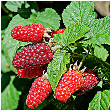Tayberry Plant / Rubus fruticosus x idaeus in Large 2L Pot, Sweet & Large Fruit
