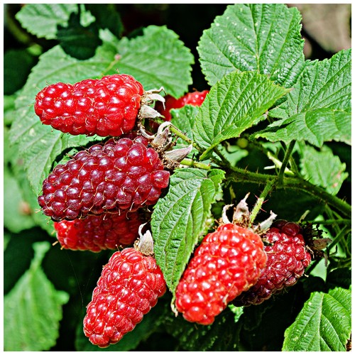 Tayberry plant rubus - /,