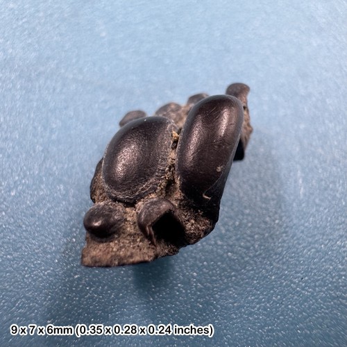 Rare eomesodon trigonus fossil - rare,