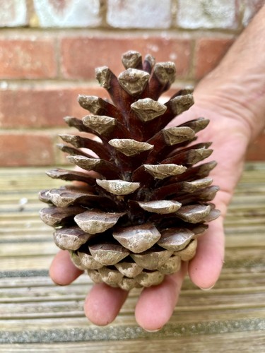 Extra large pine cones - 3,