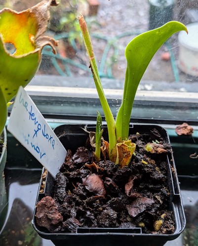 Heliamphora minor heterodoxa - minor, x