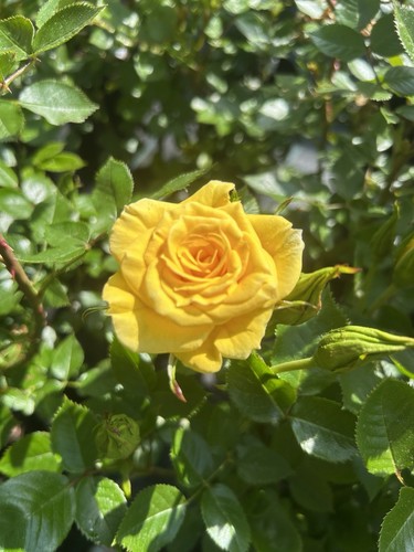 Ken yellow floribunda - ,