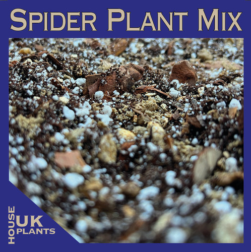 Spider plant potting mix - spider,