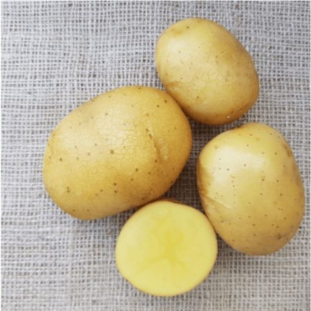 Oscar seed potatoes second - seed, –