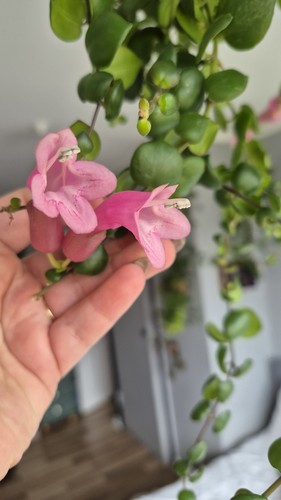 Aeschynanthus thai pink polka - aeschynanthus,