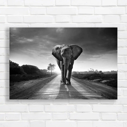 Elephant walking road - elephant,
