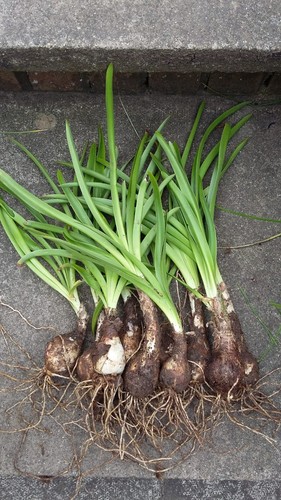 Amarine belladiva nerine 9 - nerine,