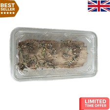 Nutritious Live Locusts for