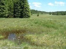 Wetlands Meadow Seed Mix Wild