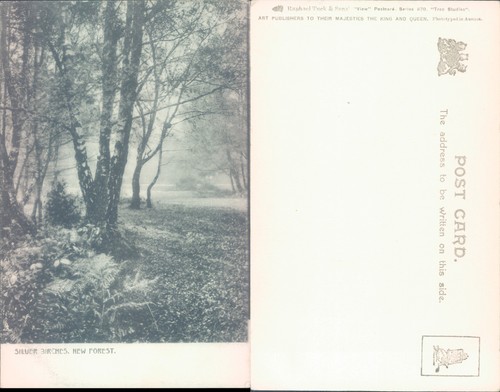 Silver birches new forest - silver,
