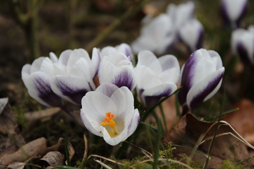 10x crocus species prins claus - crocus,