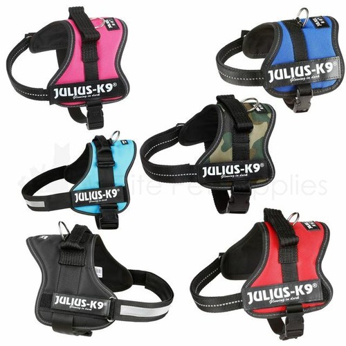 Julius dog puppy power - dog,