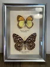 Vintage Glazed Display Of 2