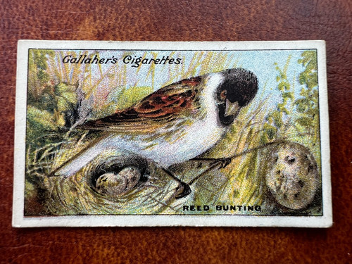 Gallaher birds nests eggs - birds,