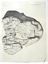 5 antique lithographs of a reptilian fossil by G. W. Woodward, 1888