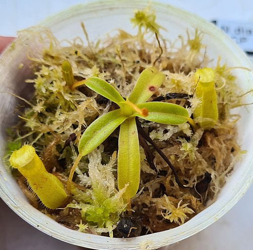 Nepenthes diabolica