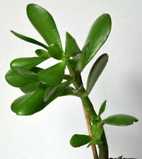 Crassula ovata (Jade plant/Money Tree) - Bare-Rooted House Plant, Succulent